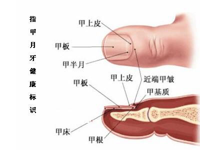 指甲上的小月牙有什么用？