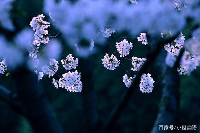 “红杏枝头春意闹”：带你读懂古诗词里的“通感”