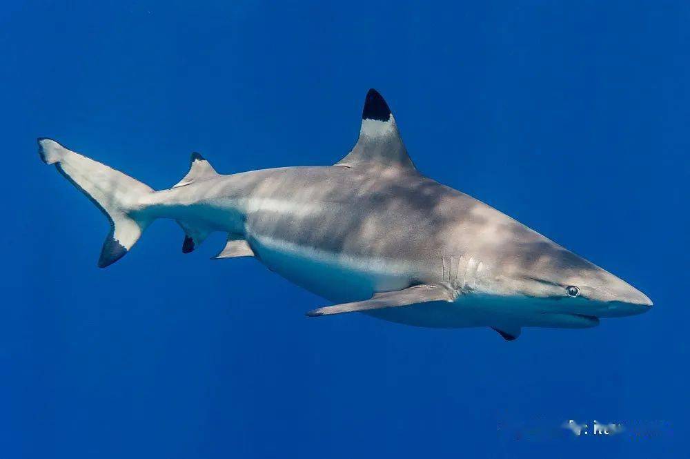 鲨鱼的适应能力有多强，4亿年进化躲过无数灾难，如今还能吃素？