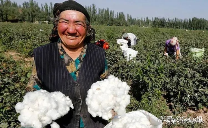 新疆棉花事件深度解析