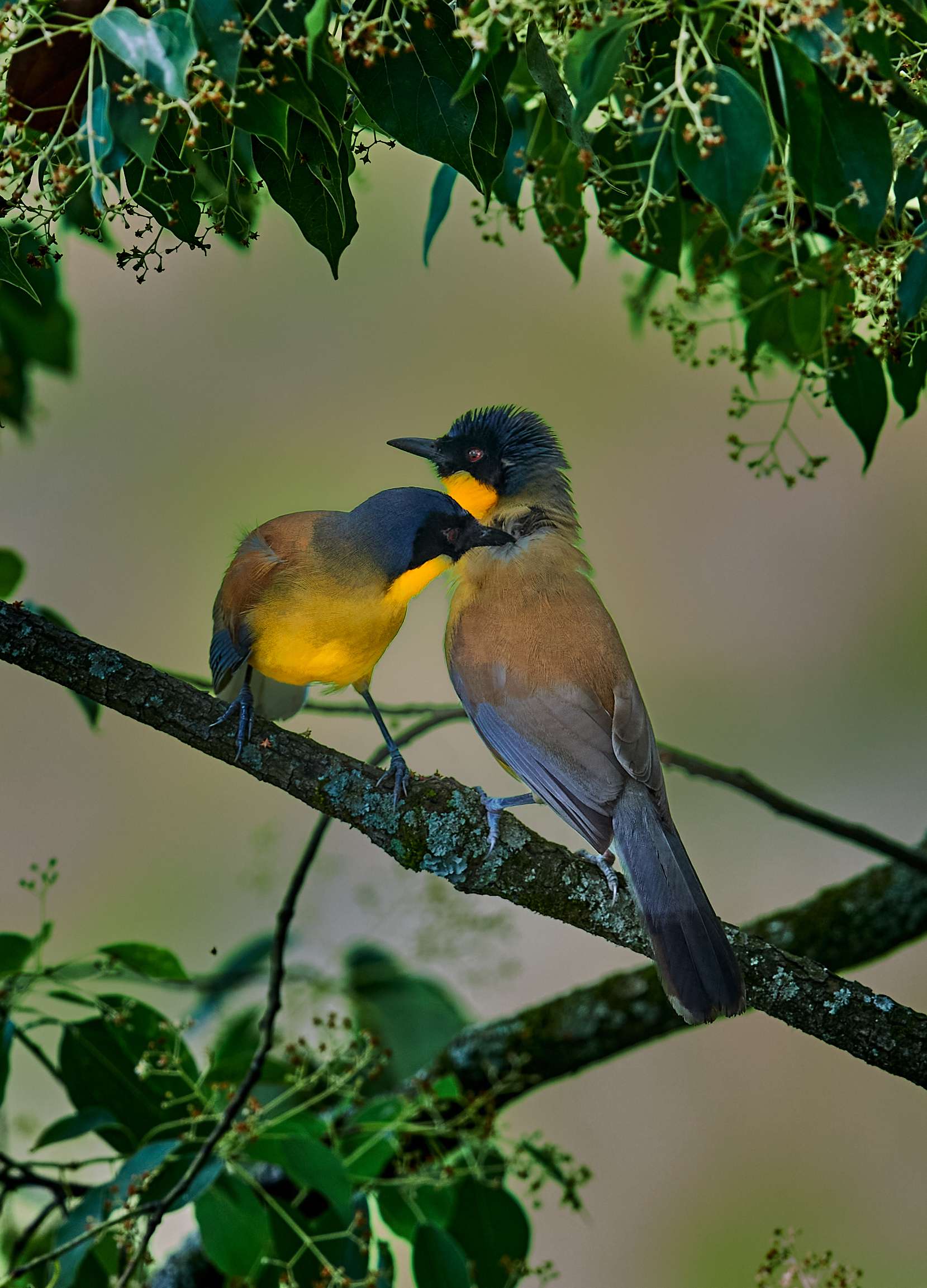 芦苇荡春事 江苏记录在册的鸟类超过450种 近全国三分之一