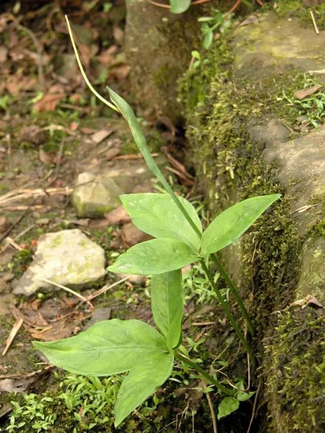 苏辰和叶宋全文阅读免费_叶辰和澹台月和苏小小小说_叶辰苏雨涵叶萌萌