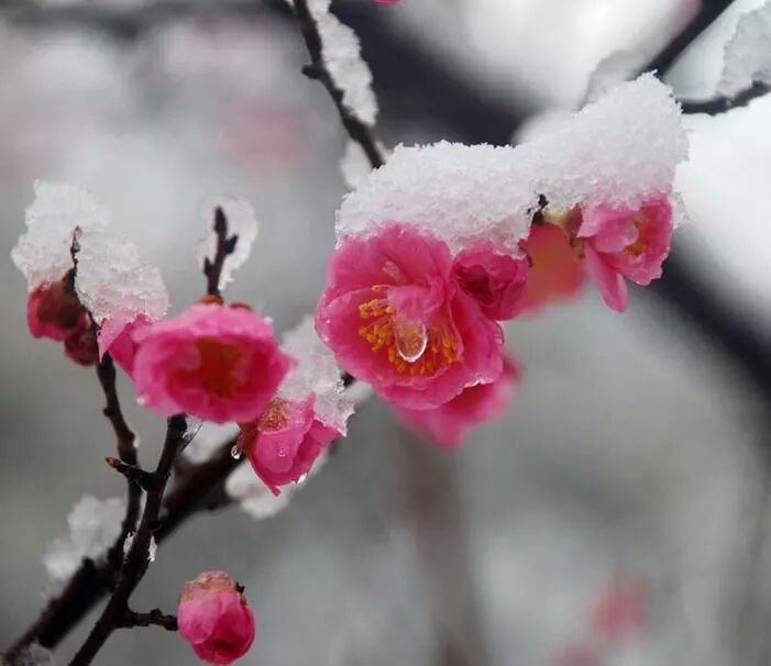 10首春雪诗词，庭树飞花，东风新暖，浪漫了整个春天