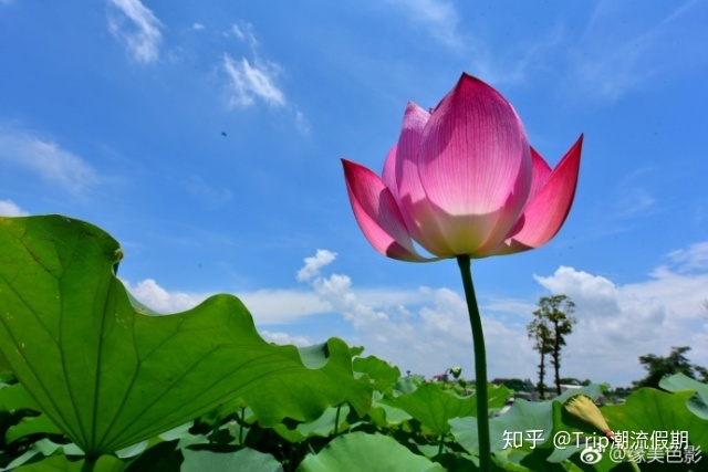 顶级神豪 第一千五百五十六章 你，不配成为我的对手