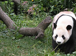什么是濒危动物 中国十大濒危动物排名 世界濒危动物目录大全