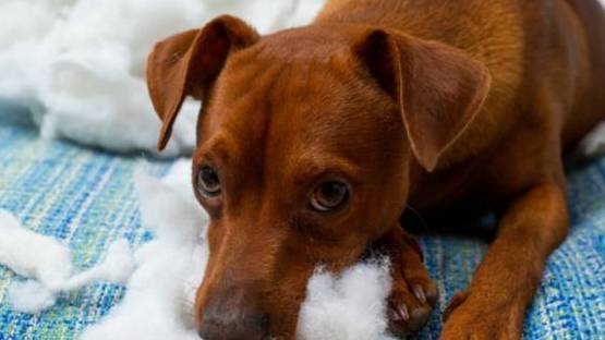 宠物训练：4个简单的方法让你的狗狗玩具能使用更长的时间