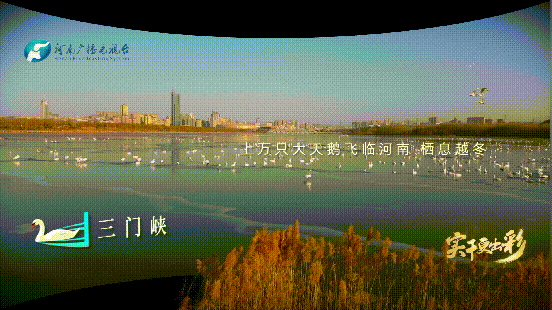 裸眼3D｜走进黄河边鸟类“国际机场”