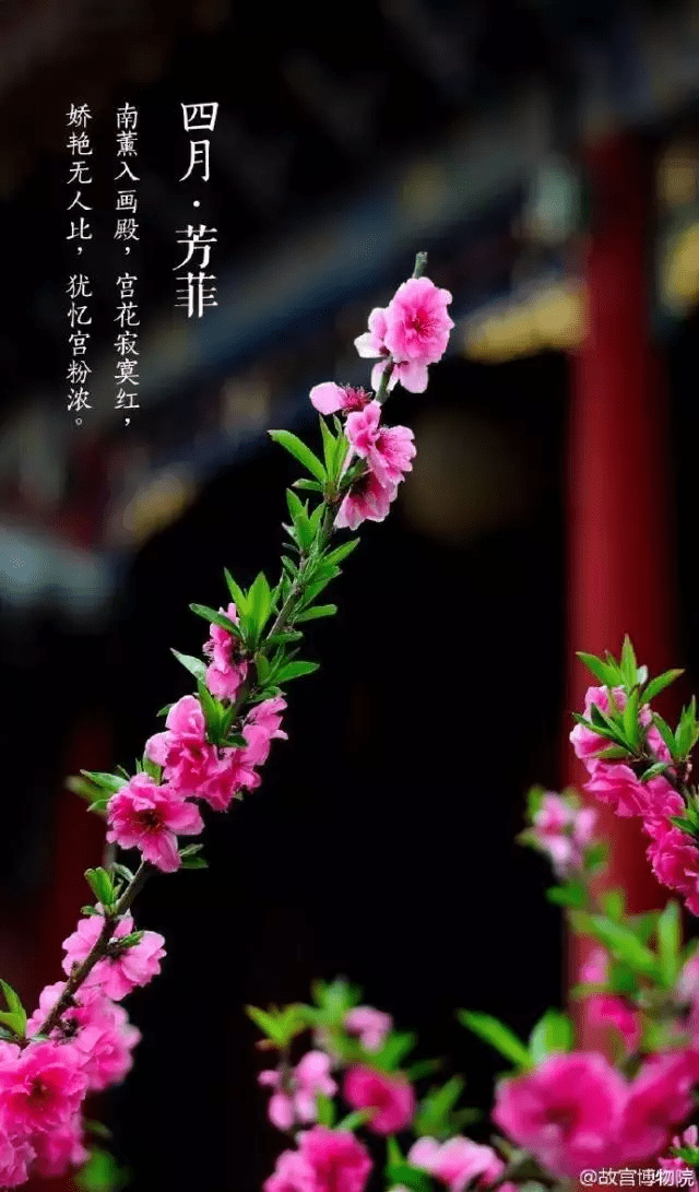 四月没人的紫禁城美哭了，快跟朕去御花园赏花