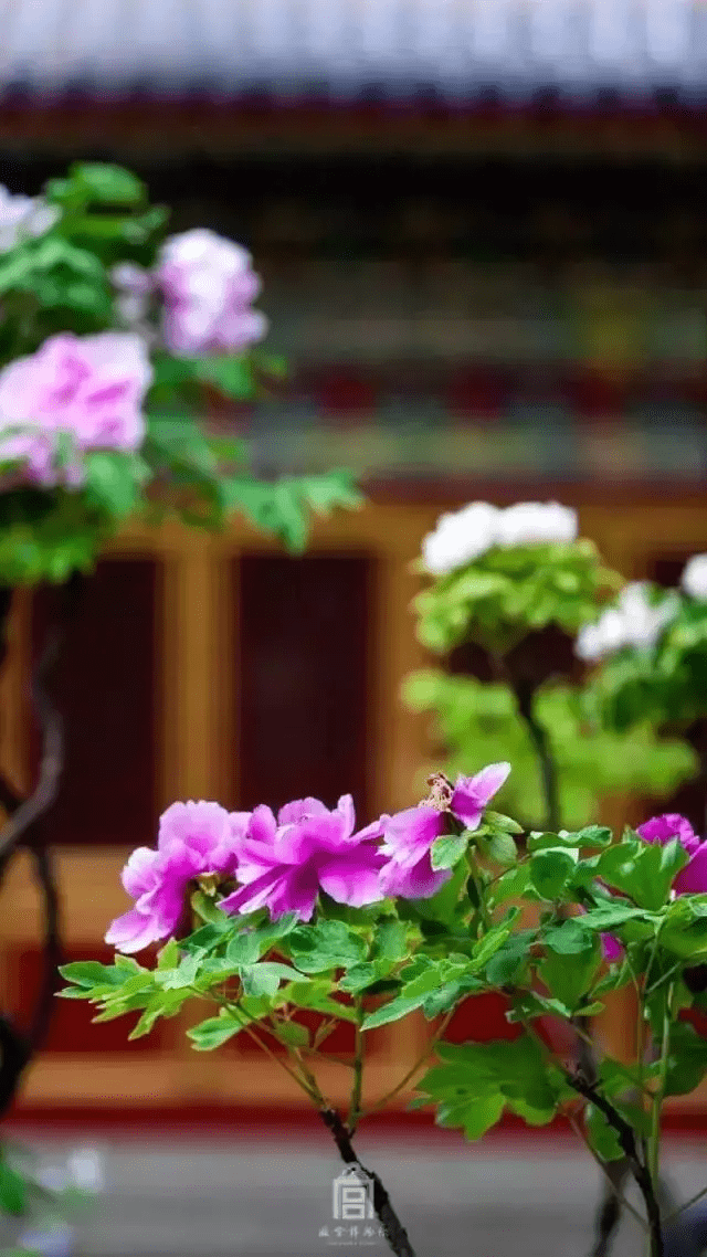 四月没人的紫禁城美哭了，快跟朕去御花园赏花