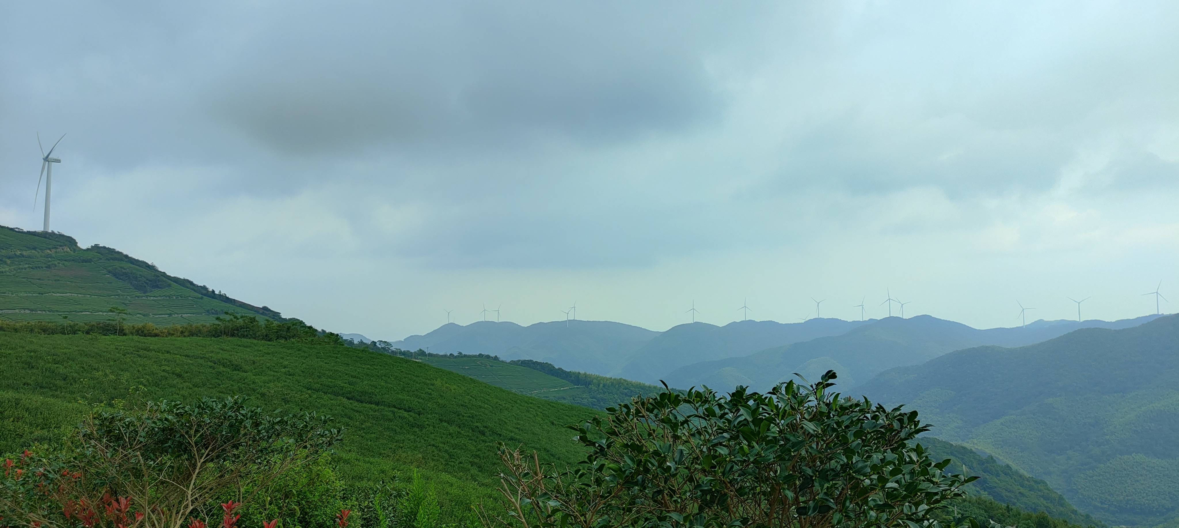 山水印|竹林野茶，喝春茶的好处，你还不知道吗？