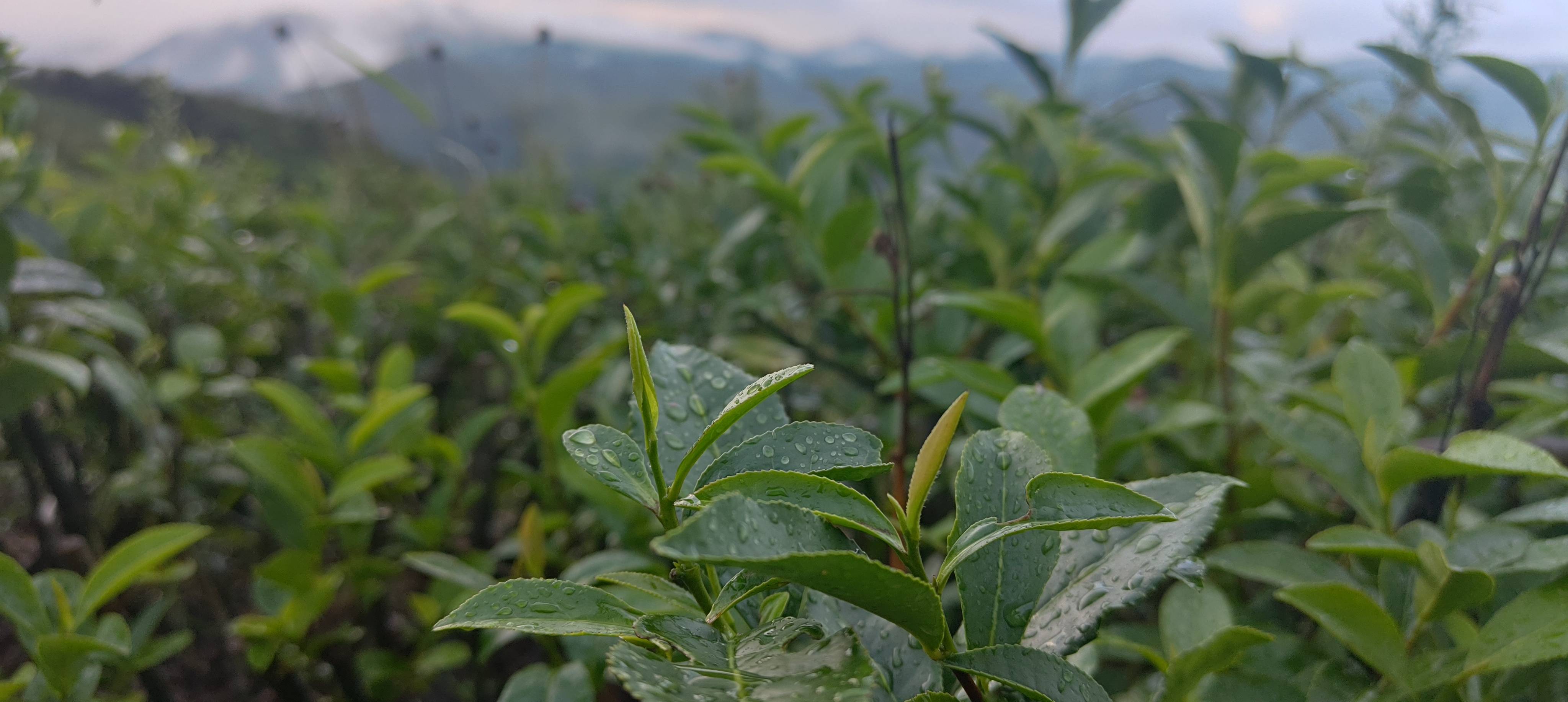 山水印|竹林野茶，喝春茶的好处，你还不知道吗？