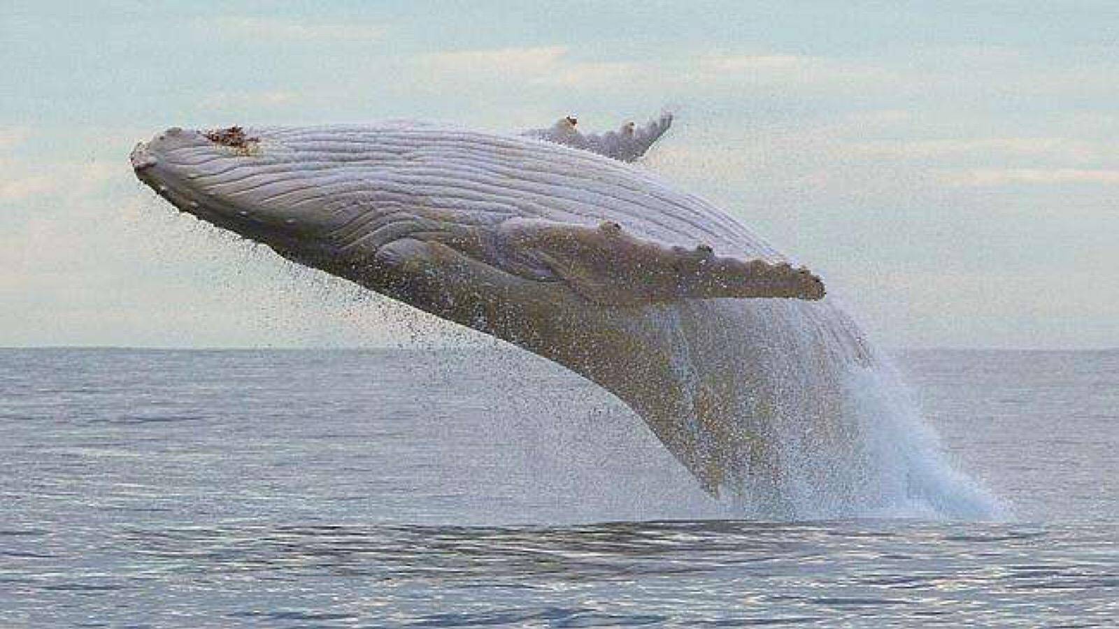 如何在海洋之中漫游：揭秘世界上最大的动物——蓝鲸