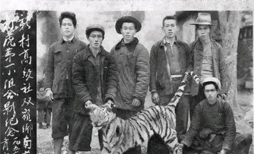 湖南“打虎王”陈耆芳：7年除掉138只华南虎，最大一只重达600斤