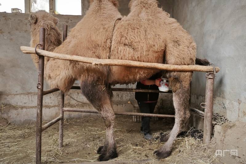 新疆轮台：“沙漠骆驼”驮起村民“致富梦”