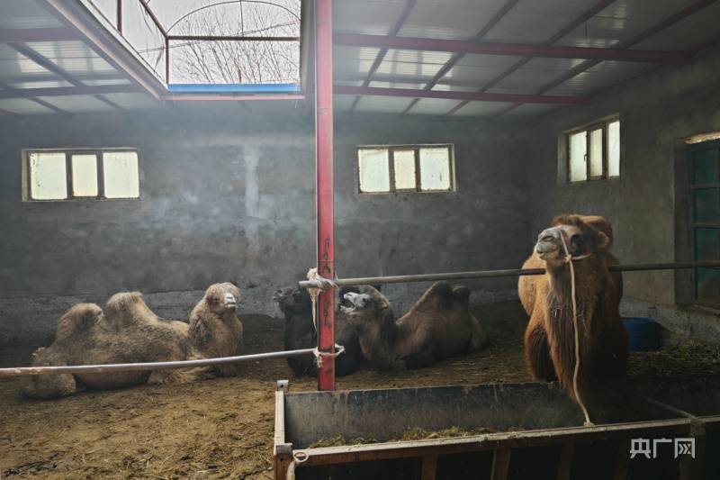 新疆轮台：“沙漠骆驼”驮起村民“致富梦”