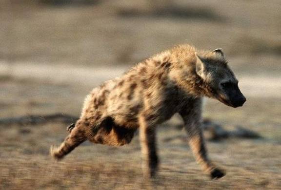 心理学：你觉得哪条鬣狗更凶？测你智商和情商的区别，超准！