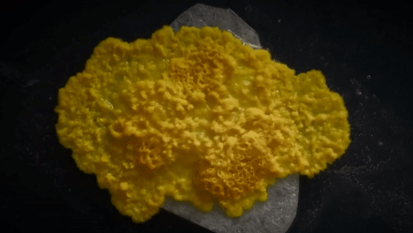 超级生物脑_超级生物之脑_超级黄金脑域