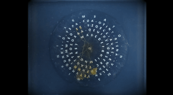 超级黄金脑域_超级生物之脑_超级生物脑