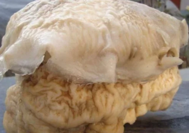 超级黄金脑域_超级生物脑_超级生物之脑