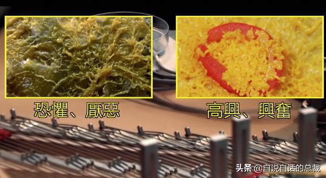 超级黄金脑域_超级生物之脑_超级生物脑