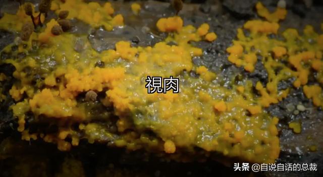 超级生物之脑_超级黄金脑域_超级生物脑