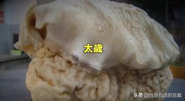 超级黄金脑域_超级生物脑_超级生物之脑