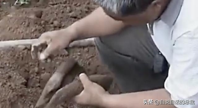 超级生物之脑_超级黄金脑域_超级生物脑
