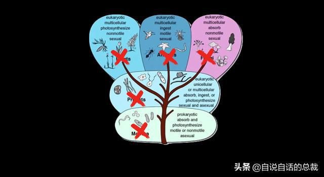 超级生物脑_超级生物之脑_超级黄金脑域