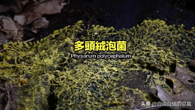 超级生物脑_超级生物之脑_超级黄金脑域