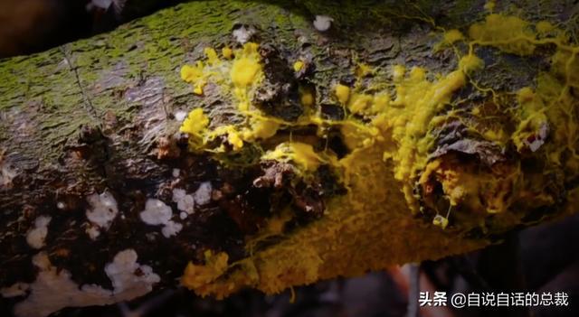 超级黄金脑域_超级生物之脑_超级生物脑