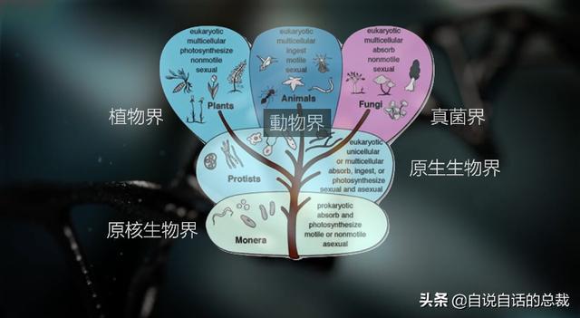 超级黄金脑域_超级生物脑_超级生物之脑