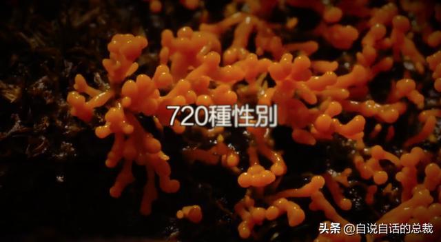超级生物脑_超级黄金脑域_超级生物之脑