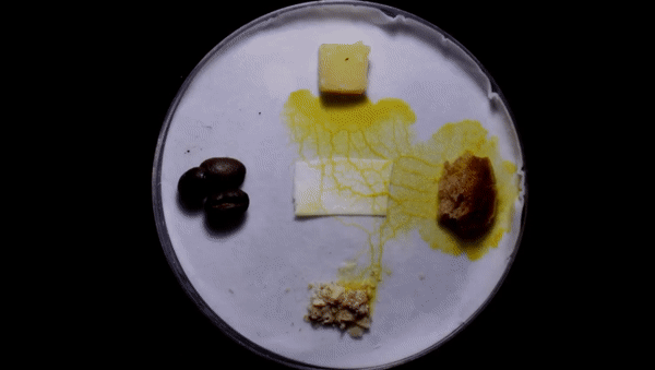 超级生物脑_超级黄金脑域_超级生物之脑