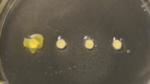 超级生物之脑_超级生物脑_超级黄金脑域