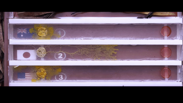超级生物之脑_超级生物脑_超级黄金脑域