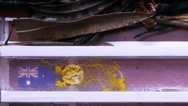 超级生物脑_超级生物之脑_超级黄金脑域