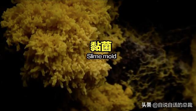 超级生物脑_超级黄金脑域_超级生物之脑
