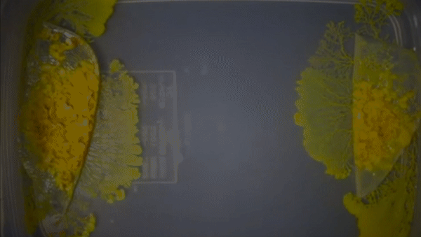 超级生物脑_超级生物之脑_超级黄金脑域