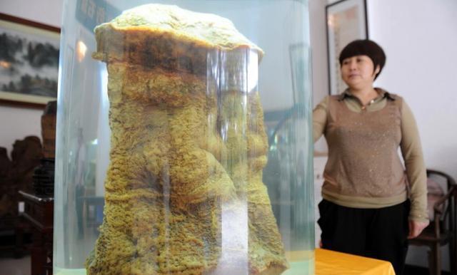 超级黄金脑域_超级生物脑_超级生物之脑