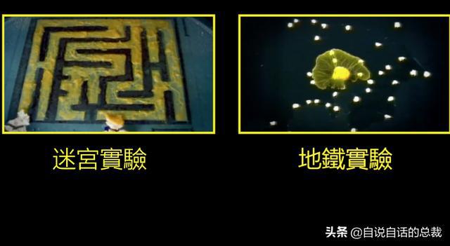 超级生物之脑_超级生物脑_超级黄金脑域