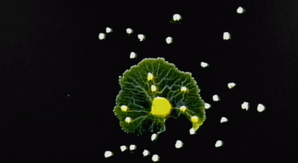 超级生物脑_超级黄金脑域_超级生物之脑