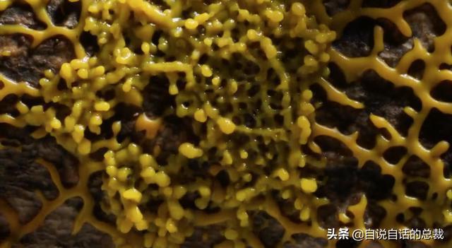 超级生物之脑_超级生物脑_超级黄金脑域