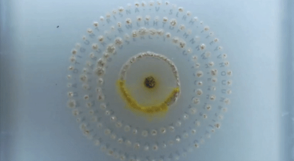 超级黄金脑域_超级生物之脑_超级生物脑